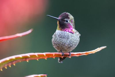 Hummingbird, Anna's hummingbird, Calypte anna